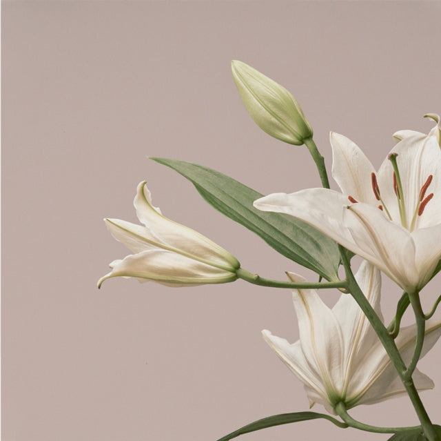 Turn The Light On: Acoustic Reimagination V1