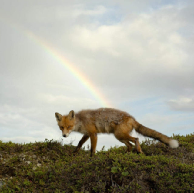 This LP Vinyl is brand new.Format: LP VinylMusic Style: FolkThis item's title is: Buck Meek (Translucent Green LP Vinyl)Artist: Buck MeekLabel: KEELED SCALESBarcode: 682604703602Release Date: 5/18/2018