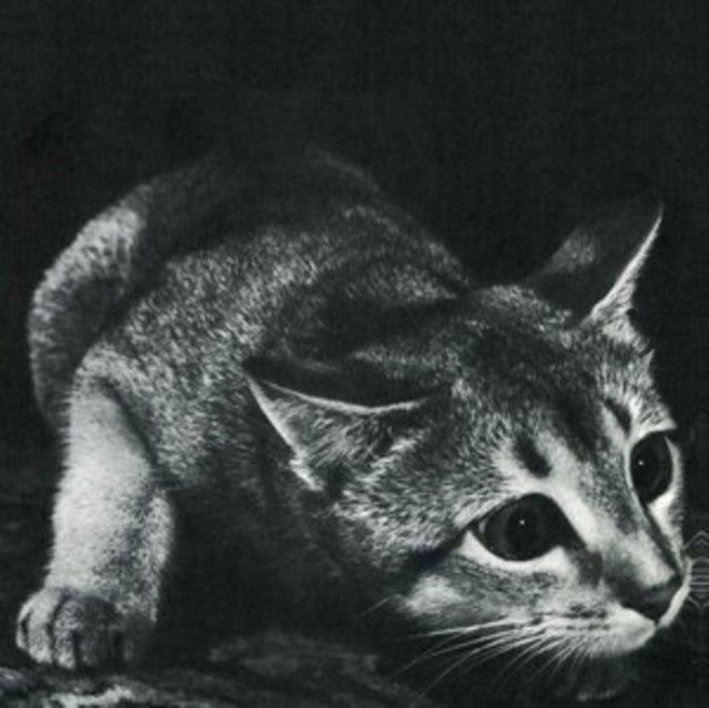 This LP Vinyl is brand new.Format: LP VinylMusic Style: Lo-FiThis item's title is: CindyArtist: CindyLabel: TOUGH LOVEBarcode: 5055869549677Release Date: 6/9/2023