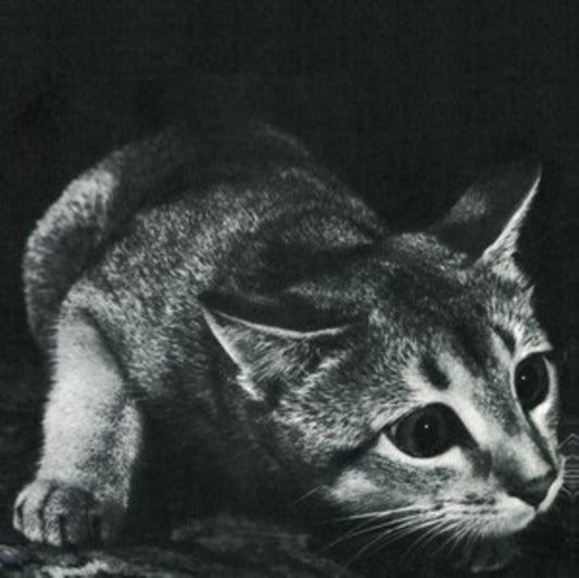 This LP Vinyl is brand new.Format: LP VinylMusic Style: Lo-FiThis item's title is: CindyArtist: CindyLabel: TOUGH LOVEBarcode: 5055869549677Release Date: 6/9/2023